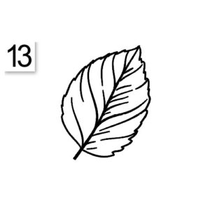 Decoro 13